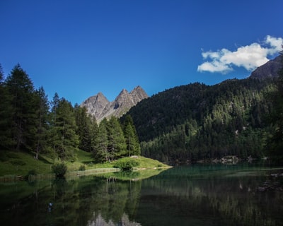 A forest near the water
